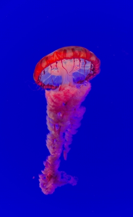 蓝色背景图下的红色水母