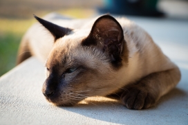 趴在地上睡觉的泰国暹罗猫