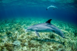 深海中的宽吻海豚