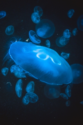蓝色透明的水母群