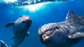 蓝色海洋中的宽吻海豚