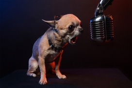 Rockstar dogs-狂欢的音乐狗