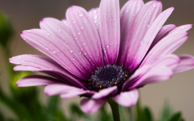 戴雨滴的紫色蓝目菊