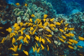 黄色的珊瑚鱼