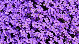 南庭芥紫花