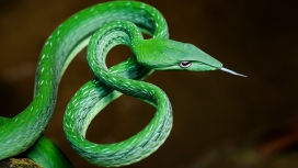 细长的绿瘦蛇
