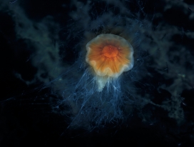 深海中的霞水母