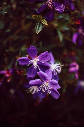 紫色的野牡丹