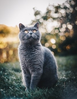 草坪上灰色的英国短尾猫