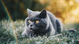 黄眼黑猫的英国短尾猫
