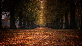 浪漫的秋季森林漫步
