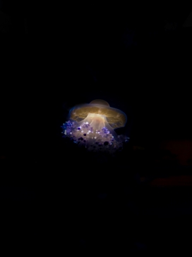深海发光水母