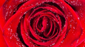 带水珠的红色玫瑰