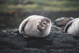 躺在岩石上休息的海豹