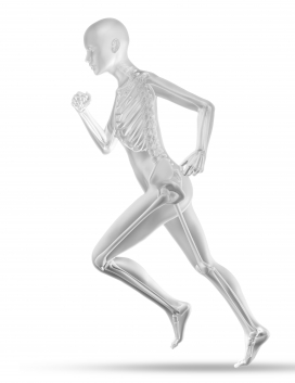 奔跑运动的骨骼