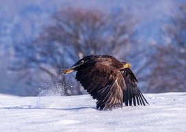雪地飞起的雄鹰