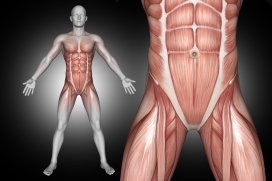 男人人体肌肉结构图