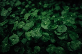 带水滴的绿色香菇草