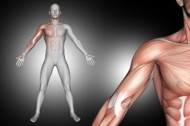 男性人体肌肉解剖图