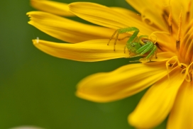 大黄花上的绿色蜘蛛