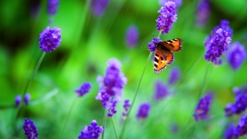 紫色花瓣上的彩色蝴蝶
