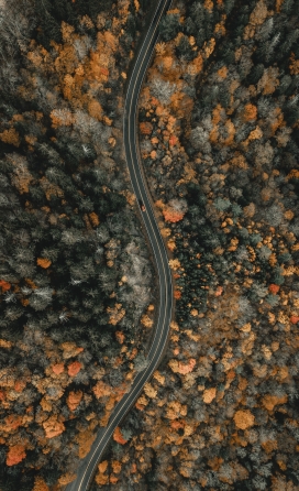 美丽的蛇形森林公路