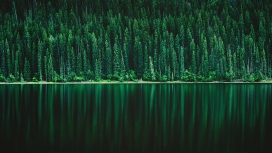 种满绿色针叶树的倒影湖