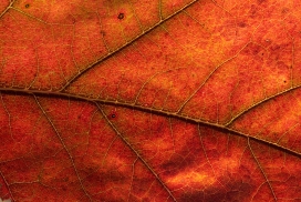 红颜色纹理的树叶