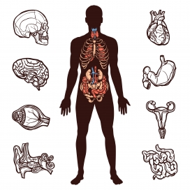 人体解剖骨骼器官内脏图素材