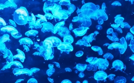 透明蓝色水母群