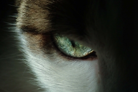 缅因猫眼部特写摄影图