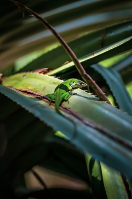露兜树上的绿色蜥蜴