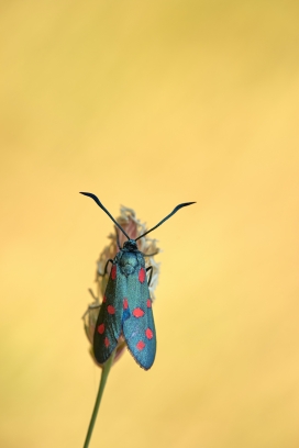 红蓝蝽半翅昆虫