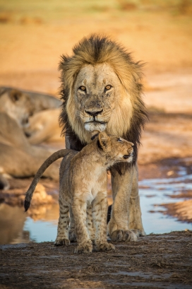 雄狮与狮子宝宝