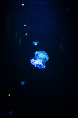 迷你的蓝色夜光水母
