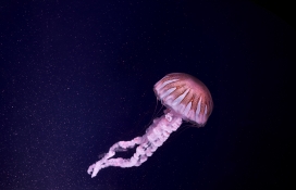 紫色大水母图片