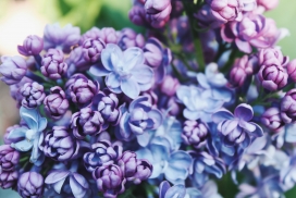 紫色丁香花写真
