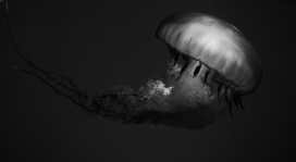 水母黑白图片