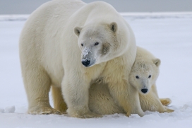 北极熊亲子动物