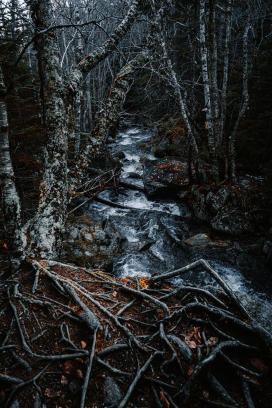冬季森林溪流小河