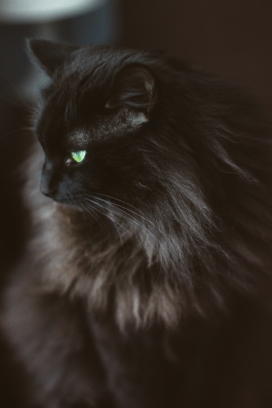 蓝眼黑猫图片