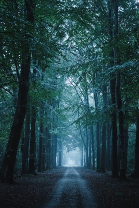 幽暗的森林小路