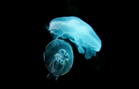 蓝色水母情侣图片