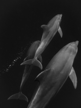 鲸鱼动物黑白图片