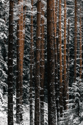 冬季雪树林