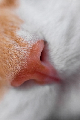 宠物猫的鼻子