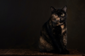 黑山猫宠物图
