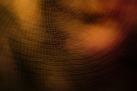 黑寡妇蜘蛛网图片