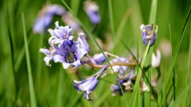 野外的蓝紫色色秦艽花瓣