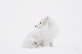 冬季中雪地里的北极狐